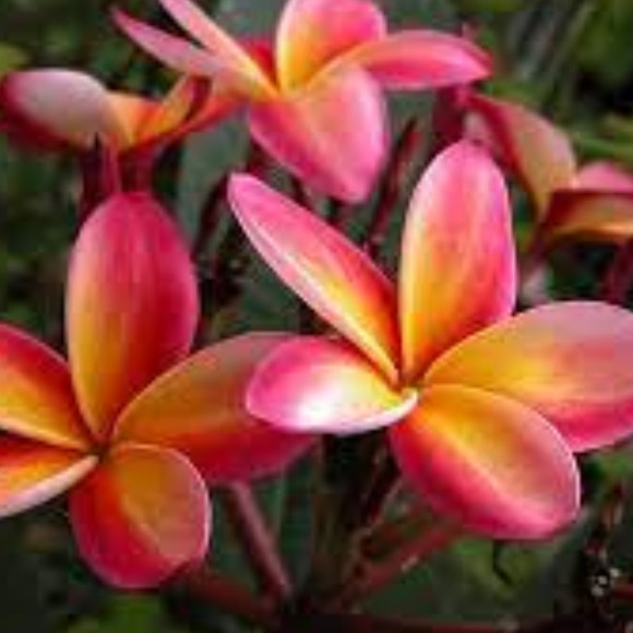 Meet your Posher, Plumeria - Picture 1 of 1